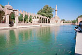 Urfa, Ayn i Zeliha, filled with sacred carps